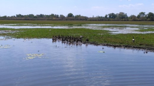 Ducklings in Yellow River 