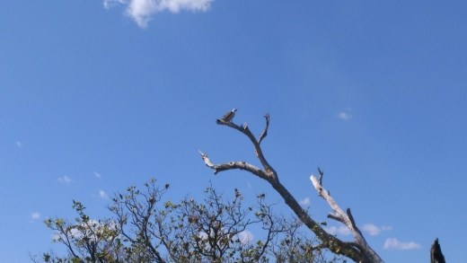 Eagle in Yellow River 