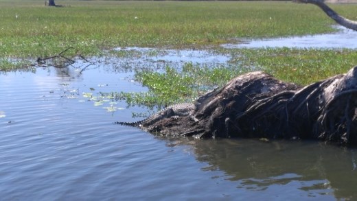 Crocodile in Yellow River  lazing around