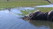 Crocodile in Yellow River  lazing around: by macedonboy, Views[260]