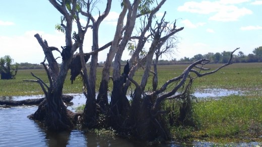 Crocodile in Yellow River  lazing around