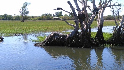 Crocodile in Yellow River  lazing around