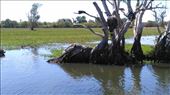 Crocodile in Yellow River  lazing around: by macedonboy, Views[230]