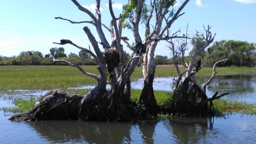 Crocodile in Yellow River  lazing around