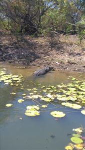 Basking crocodile in Yellow River: by macedonboy, Views[256]