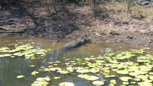 Basking crocodile in Yellow River