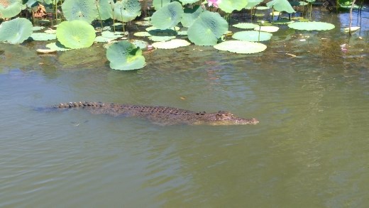 Crocodile in Yellow River