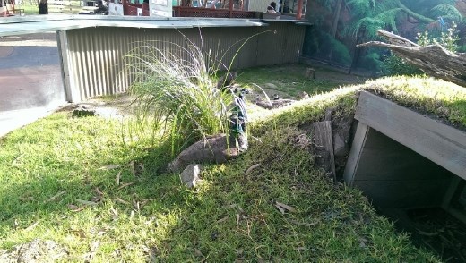 Peacocks at Maru Koala & Animal Park