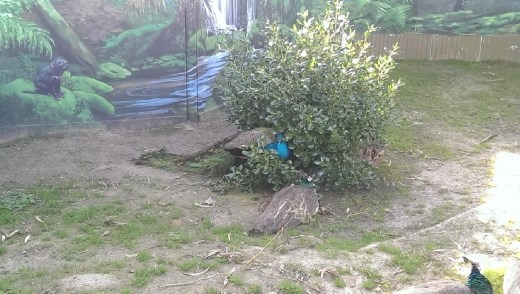 Peacocks at Maru Koala & Animal Park