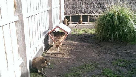 Wallabies at Maru Koala & Animal Park