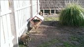 Wallabies at Maru Koala & Animal Park: by macedonboy, Views[292]