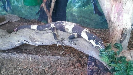 Lace Monitor at Maru Koala & Animal Park