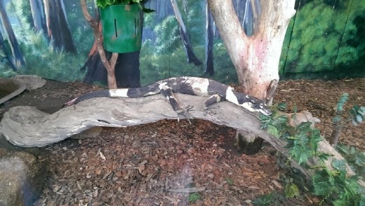 Lace Monitor Lizard at Maru Koala & Animal Park