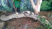Lace Monitor Lizard at Maru Koala & Animal Park: by macedonboy, Views[367]