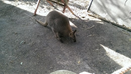 Kangaroo at Maru Koala & Animal Park