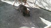Kangaroo at Maru Koala & Animal Park: by macedonboy, Views[338]