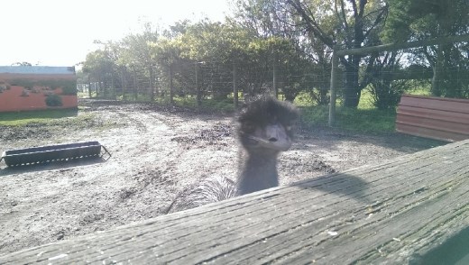Emu at Maru Koala & Animal Park