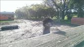 Emu at Maru Koala & Animal Park: by macedonboy, Views[351]