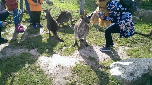 Kangaroo at Maru Koala & Animal Park