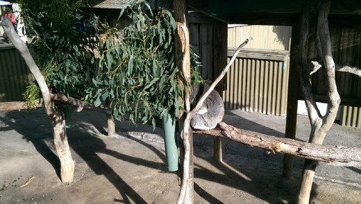 Koala at Maru Koala & Animal Park