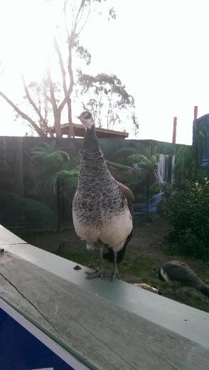 Peacock at Maru Koala & Animal Park