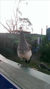 Peacock at Maru Koala & Animal Park: by macedonboy, Views[321]