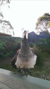 Peacock at Maru Koala & Animal Park: by macedonboy, Views[451]