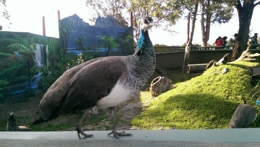 Peacock at Maru Koala & Animal Park