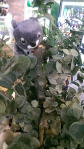Not a Koala at Maru Koala & Animal Park: by macedonboy, Views[329]