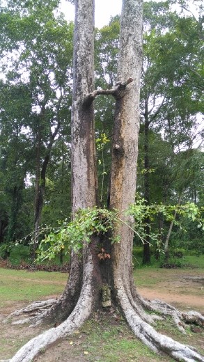 Tree in Thommanon Chau Say Tavoda