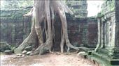 Ta Prohm: by macedonboy, Views[123]