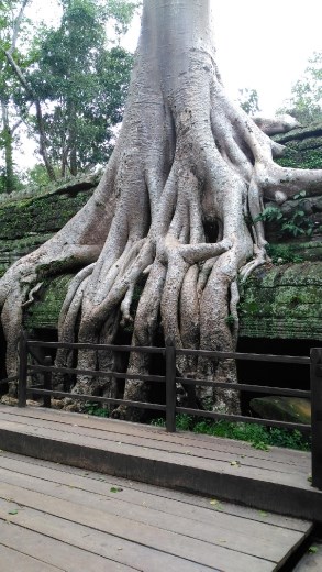 Ta Prohm