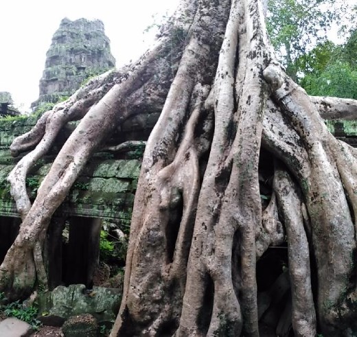 Ta Prohm