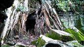 Ta Prohm - Buddha's face: by macedonboy, Views[111]