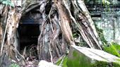 Ta Prohm - Buddha's face: by macedonboy, Views[113]