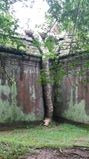 Ta Prohm - Looks like elephant trunk
