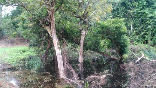 Walk to Prasat Neat Pean