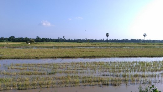 Rice fields