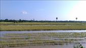 Rice fields: by macedonboy, Views[122]