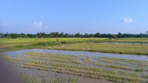 Rice fields