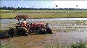 Tractor plowing rice fields: by macedonboy, Views[139]