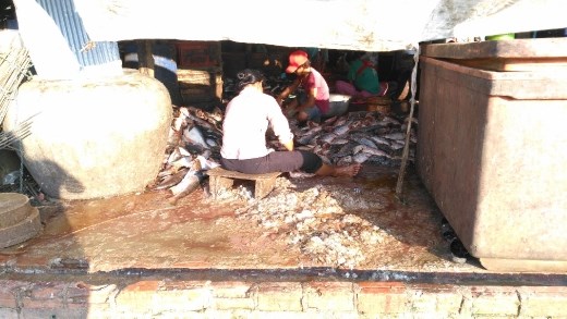 A fish processing market in Battambong