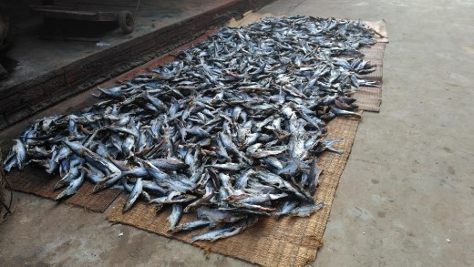 Dried fish
