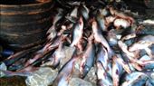 Fish ready to be processed: by macedonboy, Views[117]