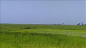 View of rice fields on way back to Battambong: by macedonboy, Views[214]
