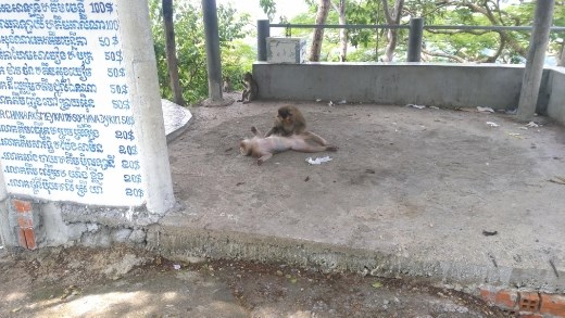 Monkeys of Wat Sampeou