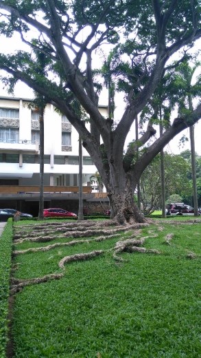 Rear of The Independece Palace