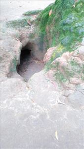 A foxhole: by macedonboy, Views[204]