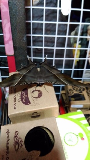 The night market in Vientiane - Giant moth