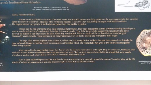 Description of Volutes Shellfish